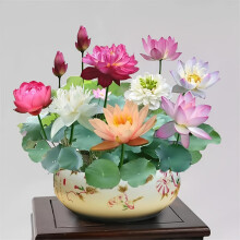 Lotus Seeds 10PCS Vibrant Mixed Colors Bonsai Water Lily Seeds for Ponds and YearRound Planting