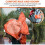 3 Συσκευασίες Thermal Sleeping Bags, Emergency Survival Poncho, Thermal, για κάμπινγκ, πεζοπορία, εξ 4