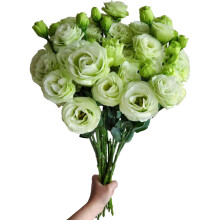 10 Stems Grade A Light Green Lisianthus Fresh Cut Flowers for Home Decor, Birthday and Anniversary