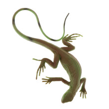 Simulation Animal Model Kids Educational Toys lizard PL127-1334