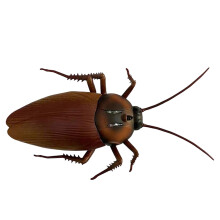 Electric Crawling Insect Education and Learning Toys for Kids Boys Gir