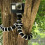 Flexible Phone Tripod with Bendable Legs and Bluetooth Remote for iPhone Android Camera 5
