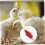 Automatic Chicken Waterer Nipple Drinker Set 20pcs for Hens and Ducks Easy Install Rust‑Resistant 4
