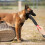 Dog Bite Training Stick  Durable Nylon for Small Medium Dogs, Red 2