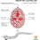 (Orange)Remote Operated Robotic Rattlesnake Toy With Authentic Details And Easy Controls 4
