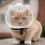 Cat Transparent Muzzle Adjustable Kitten Astronaut Helmet, Breathable AntiBite Grooming Muzzle Mask, Size L 3