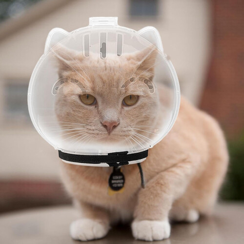 Cat Transparent Muzzle Adjustable Kitten Astronaut Helmet, Breathable AntiBite Grooming Muzzle Mask, Size L 2