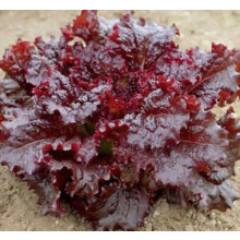 Heirloom Red Leaf Lettuce Seeds NonGMO Easy to Grow 100 Count for All Soil Types