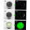 Luminous Car Dashboard and Vent Clock with Adhesive, Waterproof Design, Durable Steel Pointer 3