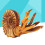 2 Pcs Solid Simulation Nautilus Model Marine Life Figure Toy 8