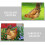 4Pcs Multi Acrylic Decorative Chicken Stakes for Lawn Garden Use 7