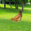 4Pcs Multi Acrylic Decorative Chicken Stakes for Lawn Garden Use 5