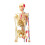 Mini Human Skeleton Model with Removable Arms And Legs for Doctors, Students 4
