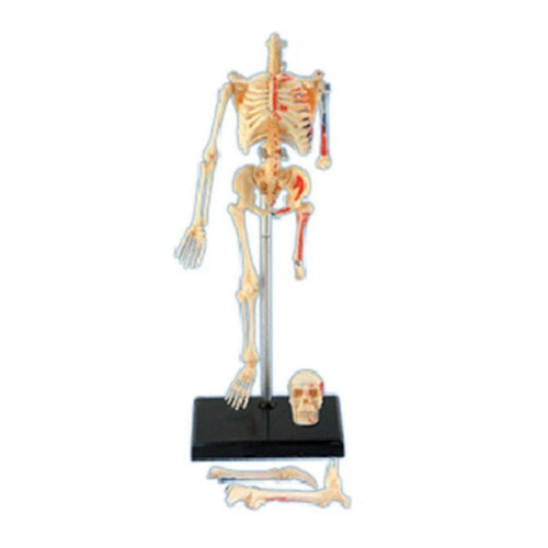 Mini Human Skeleton Model with Removable Arms And Legs for Doctors, Students 2