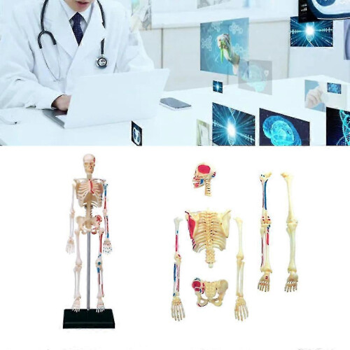 Mini Human Skeleton Model with Removable Arms And Legs for Doctors, Students 1