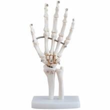 2Stk Hand Skelett Modell Mit Basis Simulation Weiß
