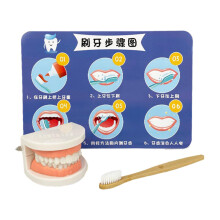 Kids Toothbrushing Teaching Model with Toothbrush, Children Dental Education Toy for Brushing Practice