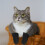 4Pièces Antirayures En Polyester Pour Chats 5