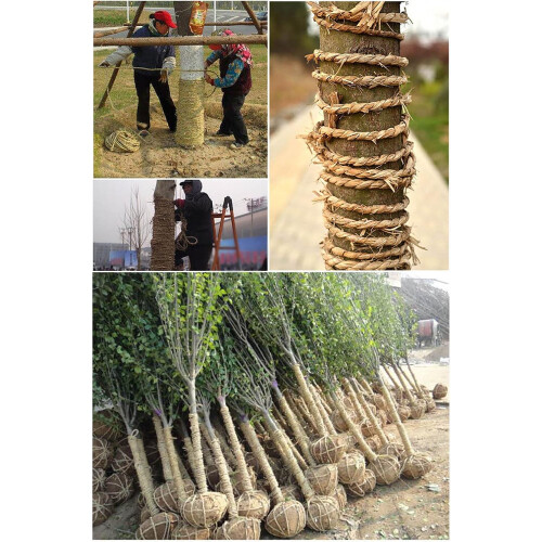 Twisted Straw Rope Multiple Diameters Extra Long Durable for Crafts Gardening and Tree Wrapping 2