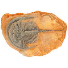 2Pcs Orange Resin Insect Specimen for Teaching Paleontological Decor