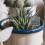 12St Roestvrijstalen Bemesting Mand Voor Succulente 4