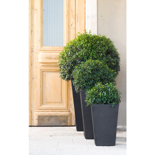 Keter Large Rattan Planter 1