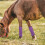 4Pièces Bottes Anti-Mouche Polyester Protection 4