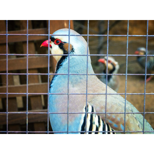 90 m x 1 m Aviary wire Wire mesh Welding grid Wire fencing Hot-dip galvanized 1