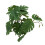 Turtle Leaf Rattan - Planta de plástico 25 cm / 9.8 in 11