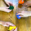 University Games Perudo Game Age 8+, Blue 4