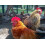 Allen & Page Complete Poultry Feed Layers Pellets 20kg 4