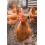 Allen & Page Complete Poultry Feed Layers Pellets 20kg 3