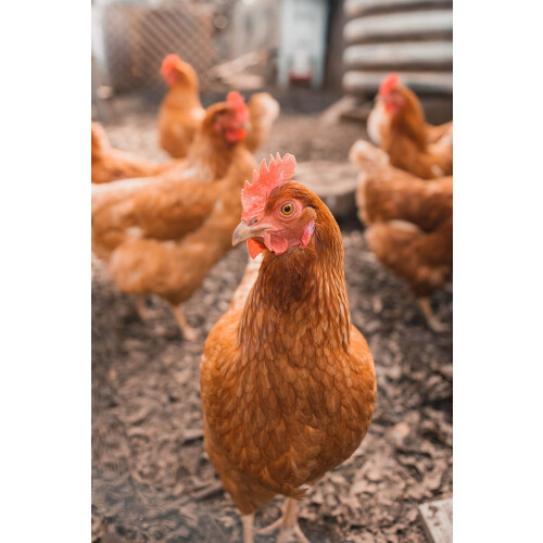 Allen & Page Complete Poultry Feed Layers Pellets 20kg 2