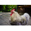 Copdock Mill Range Layers Mash 20kg – Chicken Food Suitable for 6
