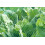 Pond net 3 m x 6 m Leaf protection net Heron net Silo net Leaf netting Bird protection netting 6