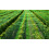 Pond net 3 m x 6 m Leaf protection net Heron net Silo net Leaf netting Bird protection netting 7
