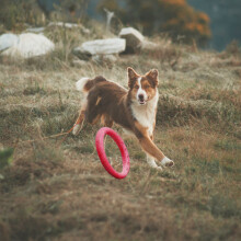 EVA Trainingsring Hund Outdoor