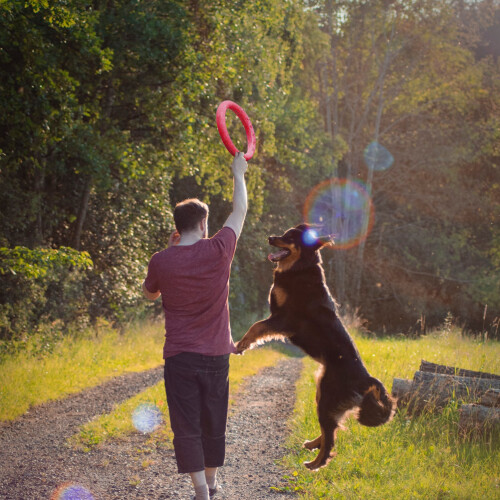 Schwimmender Hunde Spielzeug Ring 1