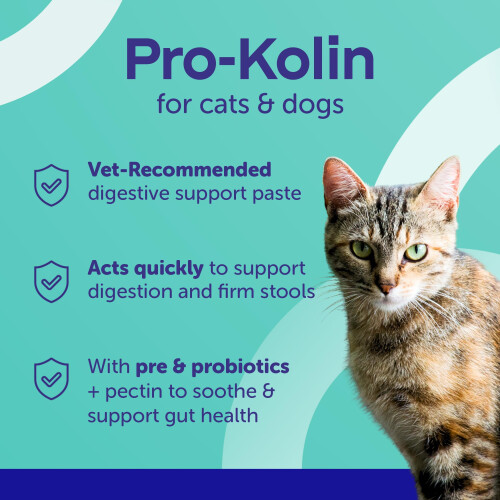 Protexin Protexin Pro-Kolin 15ml Syringe 1