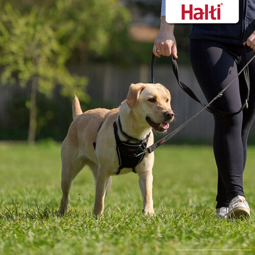 Halti Halti No Pull Harness - Stop Your Dog Pulling on the Lead. Adjustable, Lightweig 1
