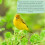 Premium Peanuts for Wild Bird 2