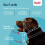 Halti Halti Headcollar - Stop Your Dog Pulling on the Lead. Adjustable, Reflective and 2