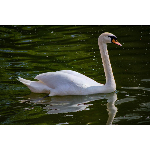 Extra Select Premium Floating Swan and Duck Feed, 15 kg 2