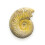 British Fossils Basketline Ammonite 1