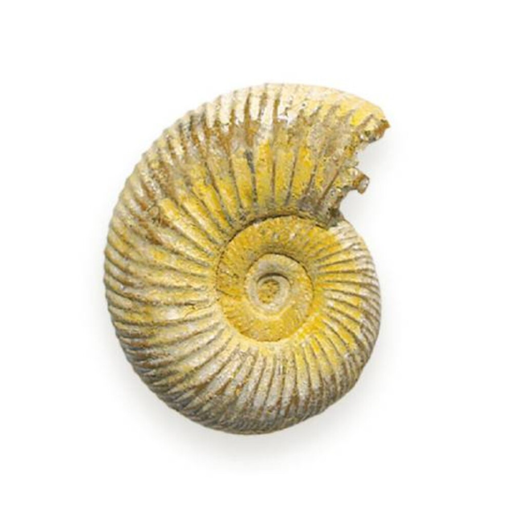British Fossils Basketline Ammonite Not,Specified