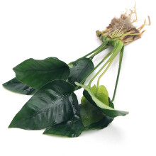 Anubias Barteri VAR Nana Live Aquarium Plants Aquascaping Fish Tank Pl