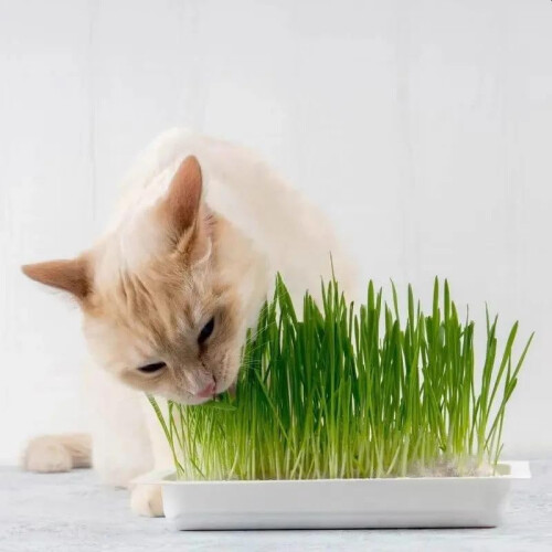 Webbox Webbox Cat Grass Kit 120g 1