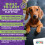 Outward Hound Nina Ottosson Interactive Dog Toys - Advanced Level 3 - 4