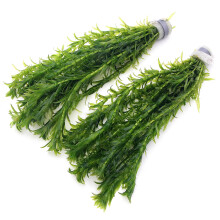 k2aqua - 20 ELODEA DENSA Stems Oxygenating Weed Live Pond Plant Water