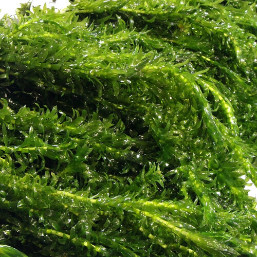 k2aqua - 20 ELODEA DENSA Stems Oxygenating Weed Live Pond Plant Water 1